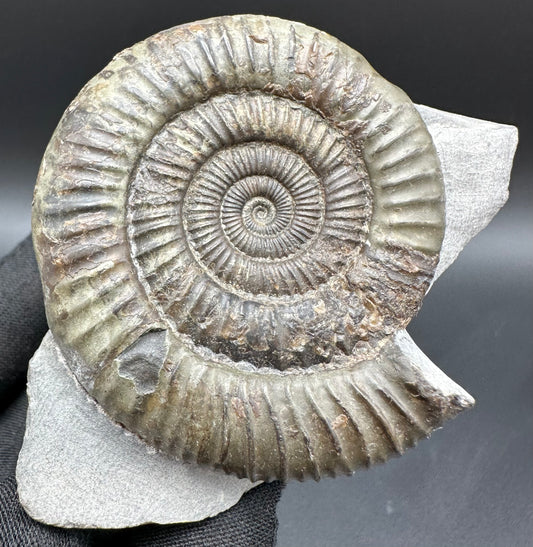 Dactylioceras Ammonite Fossil With Box And Stand - Whitby, North Yorkshire Jurassic Coast Yorkshire Fossils