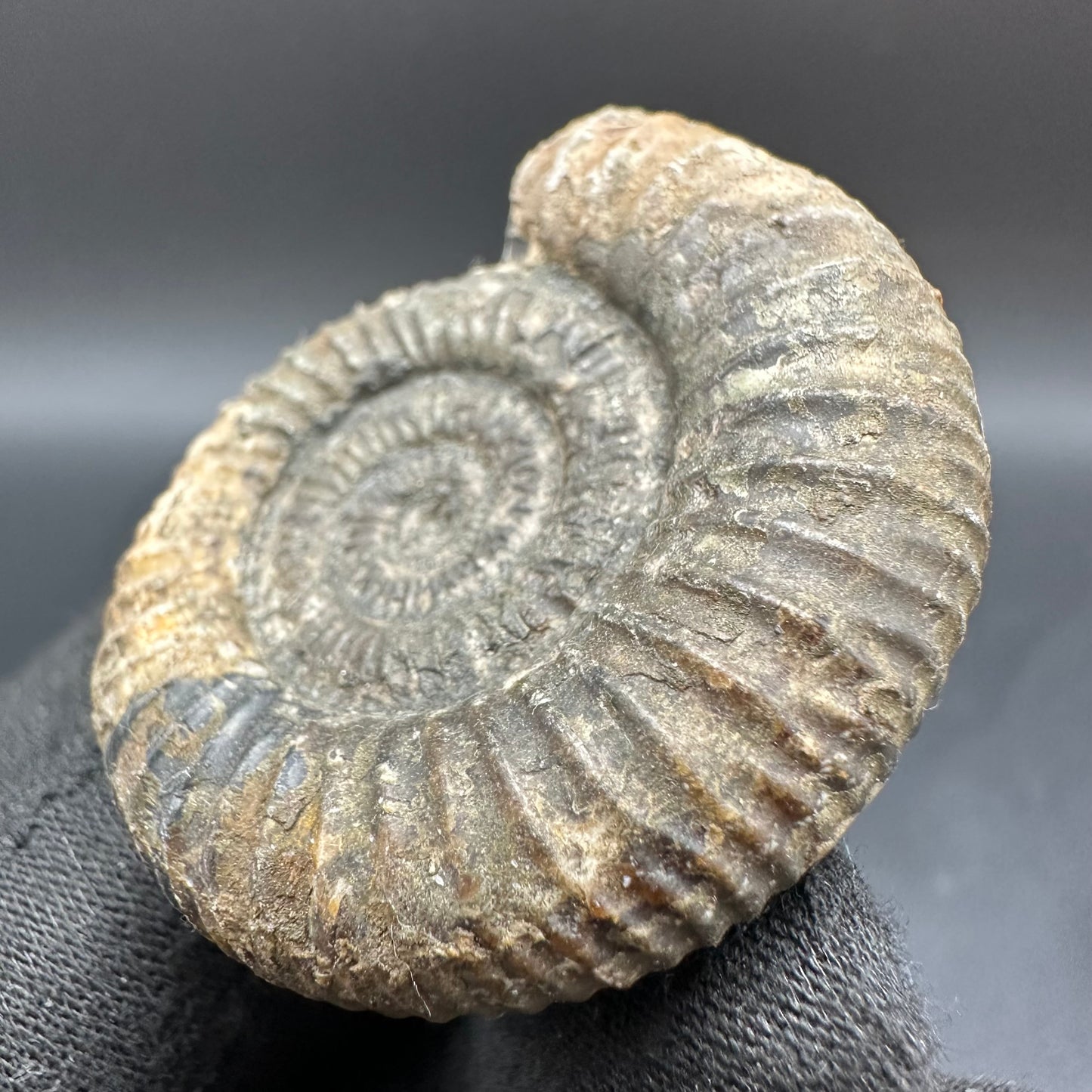 Dactylioceras Ammonite Fossil With Box And Stand - Whitby, North Yorkshire Jurassic Coast Yorkshire Fossils