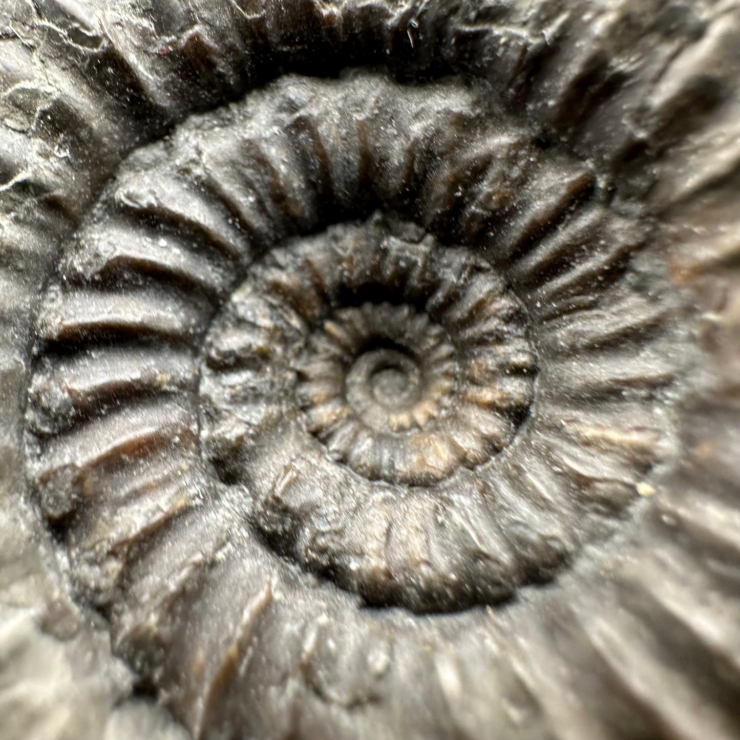 Catacoeloceras Sp. ammonite fossil with box and stand- Whitby, North Yorkshire Jurassic Coast Yorkshire Fossils