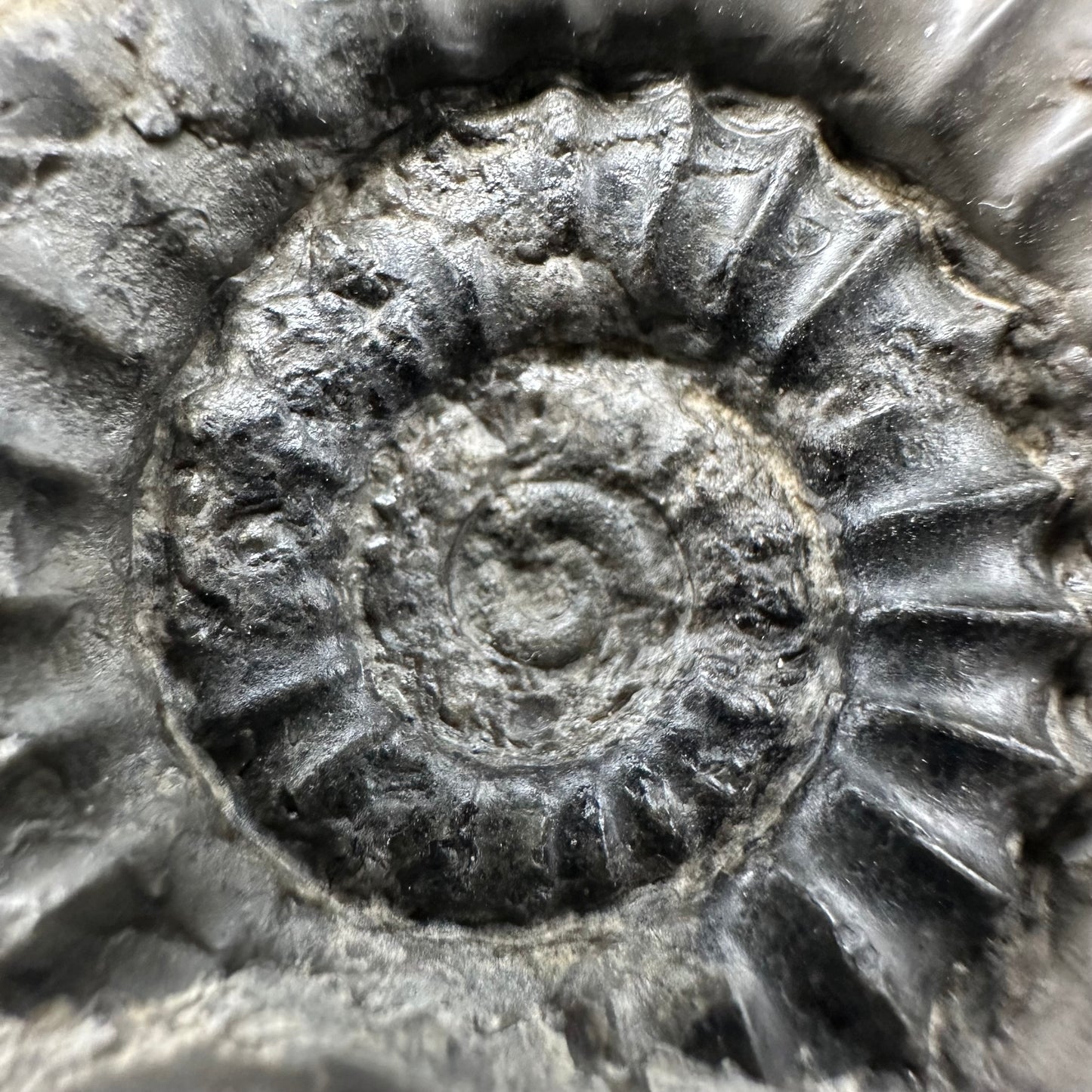 Arnioceras ammonite shell fossil with box and stand - Whitby, North Yorkshire Jurassic Coast Yorkshire Fossils