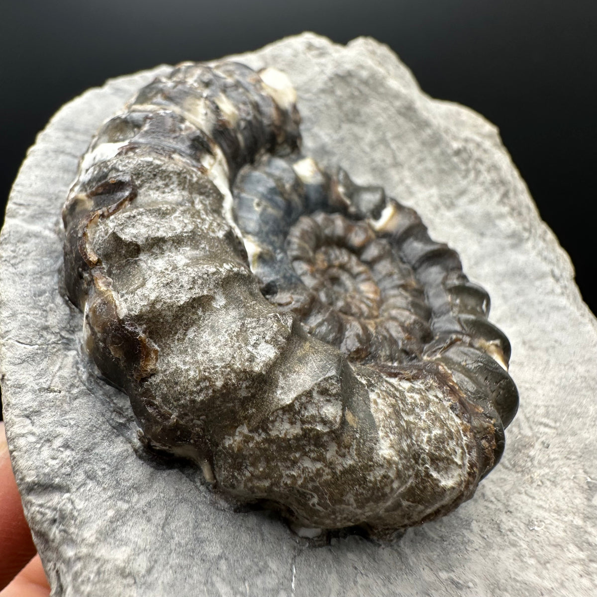 Androgynoceras maculatum ammonite fossil with box and stand - Whitby, North Yorkshire Jurassic Coast Yorkshire Fossils