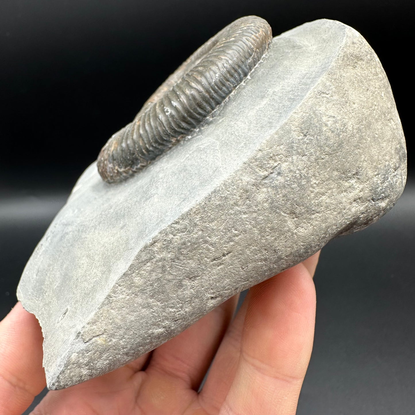 Zugodactylites ammonite fossil - Whitby, North Yorkshire Jurassic Coast, Yorkshire fossils