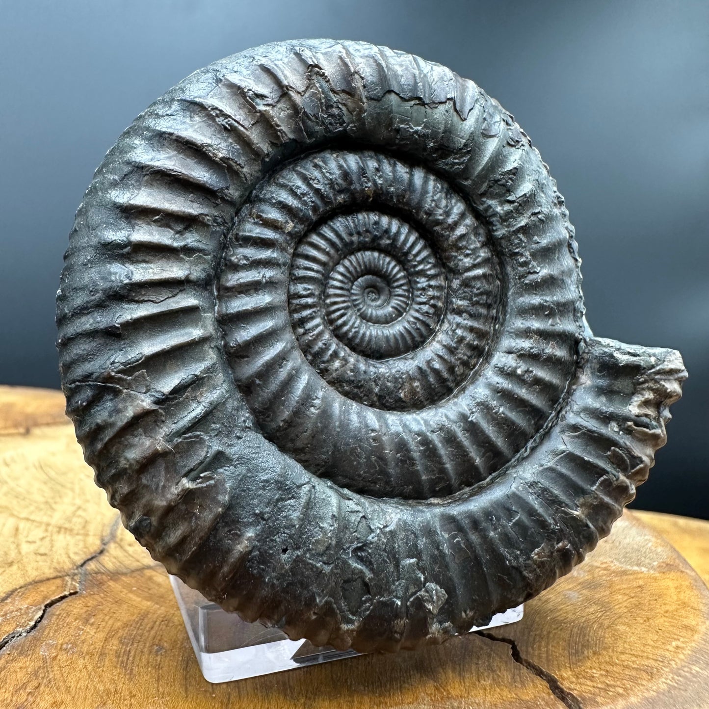 Dactylioceras Ammonite Fossil With box and Stand - Whitby, North Yorkshire Jurassic Coast Yorkshire Fossils