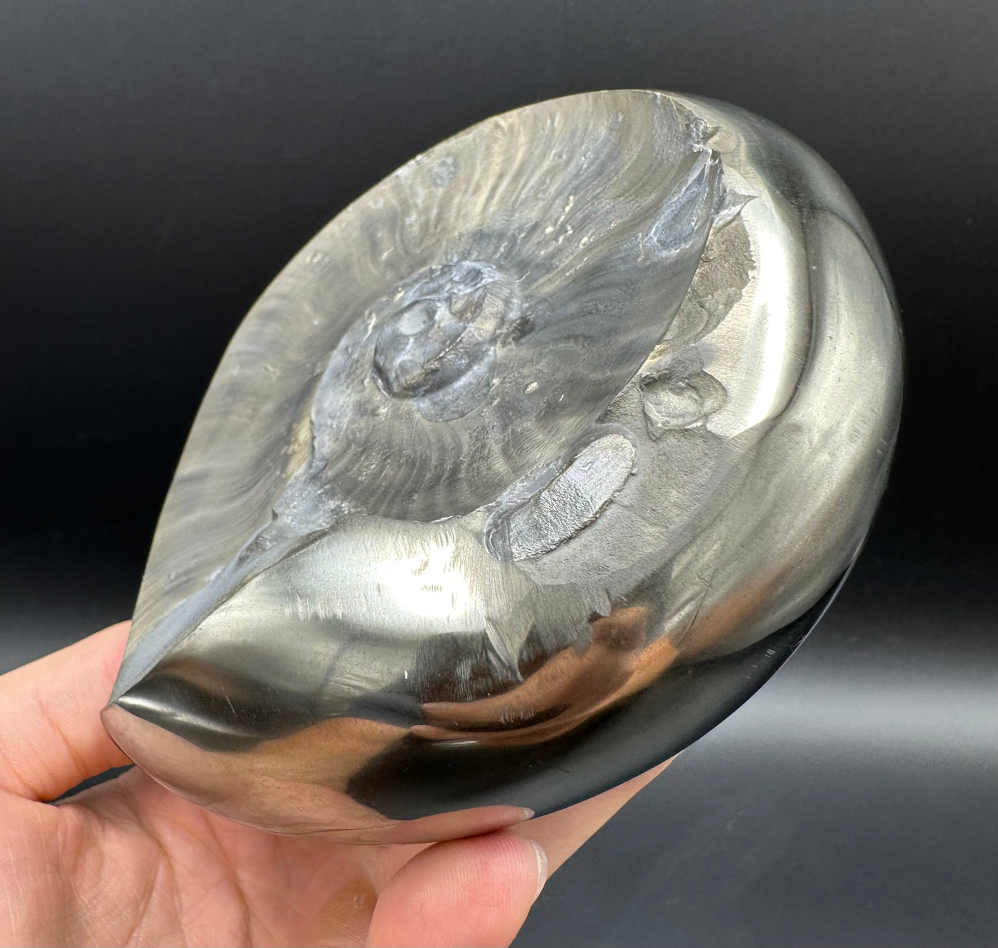 Golden Egg (GENUINE) Ammonite Fossil With Stand - Whitby, North Yorkshire Jurassic Coast Yorkshire Fossils