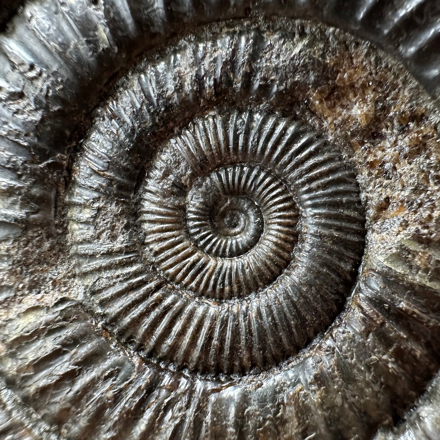 Dactylioceras Ammonite Fossil With box and Stand - Whitby, North Yorkshire Jurassic Coast Yorkshire Fossils