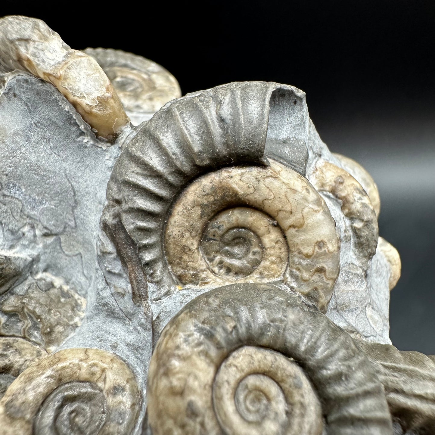 Arnioceras ammonite shell fossil with box and stand - Whitby, North Yorkshire Jurassic Coast Yorkshire Fossils