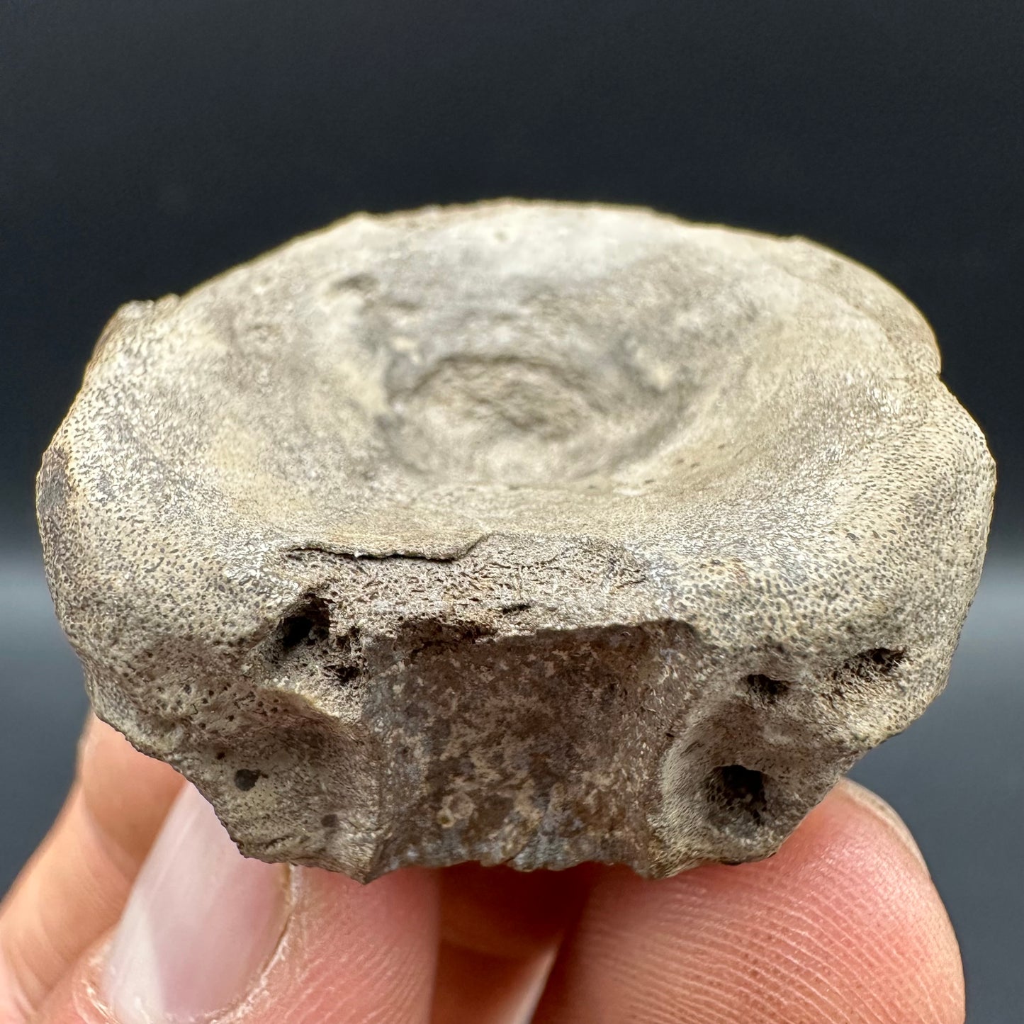 Ichthyosaur Vertebra fossil with box and stand - Whitby, North Yorkshire Jurassic Coast, Yorkshire fossils found on the Jurassic Coast