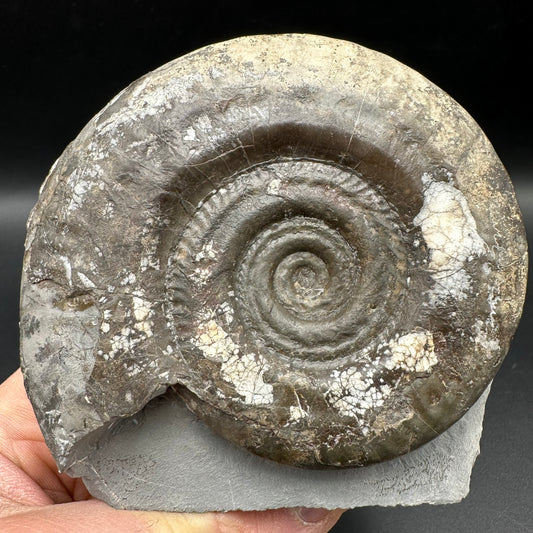 Hildoceras Bifrons Ammonite fossil with box and stand - Whitby, North Yorkshire Jurassic Coast, Yorkshire Fossils from the Jurassic Coast