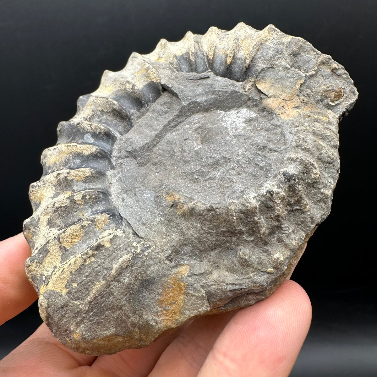 Pleuroceras hawskerense Ammonite fossil with box and stand - Whitby, North Yorkshire Jurassic Coast, Yorkshire fossils