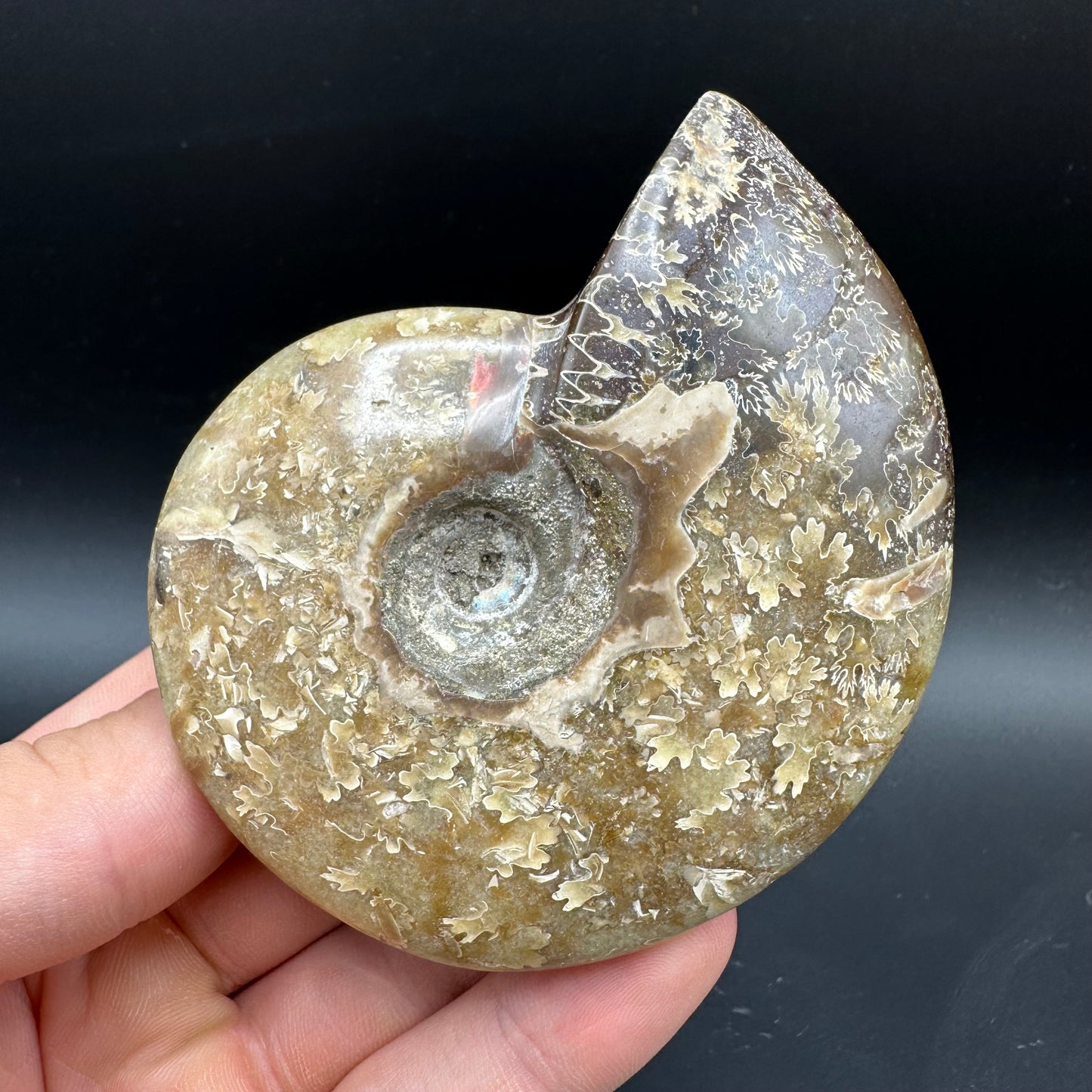 Cleoniceras Ammonite Fossil With Box And Stand - Cretaceous Ammonite Madagascar