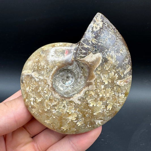 Cleoniceras Ammonite Fossil With Box And Stand - Cretaceous Ammonite Madagascar
