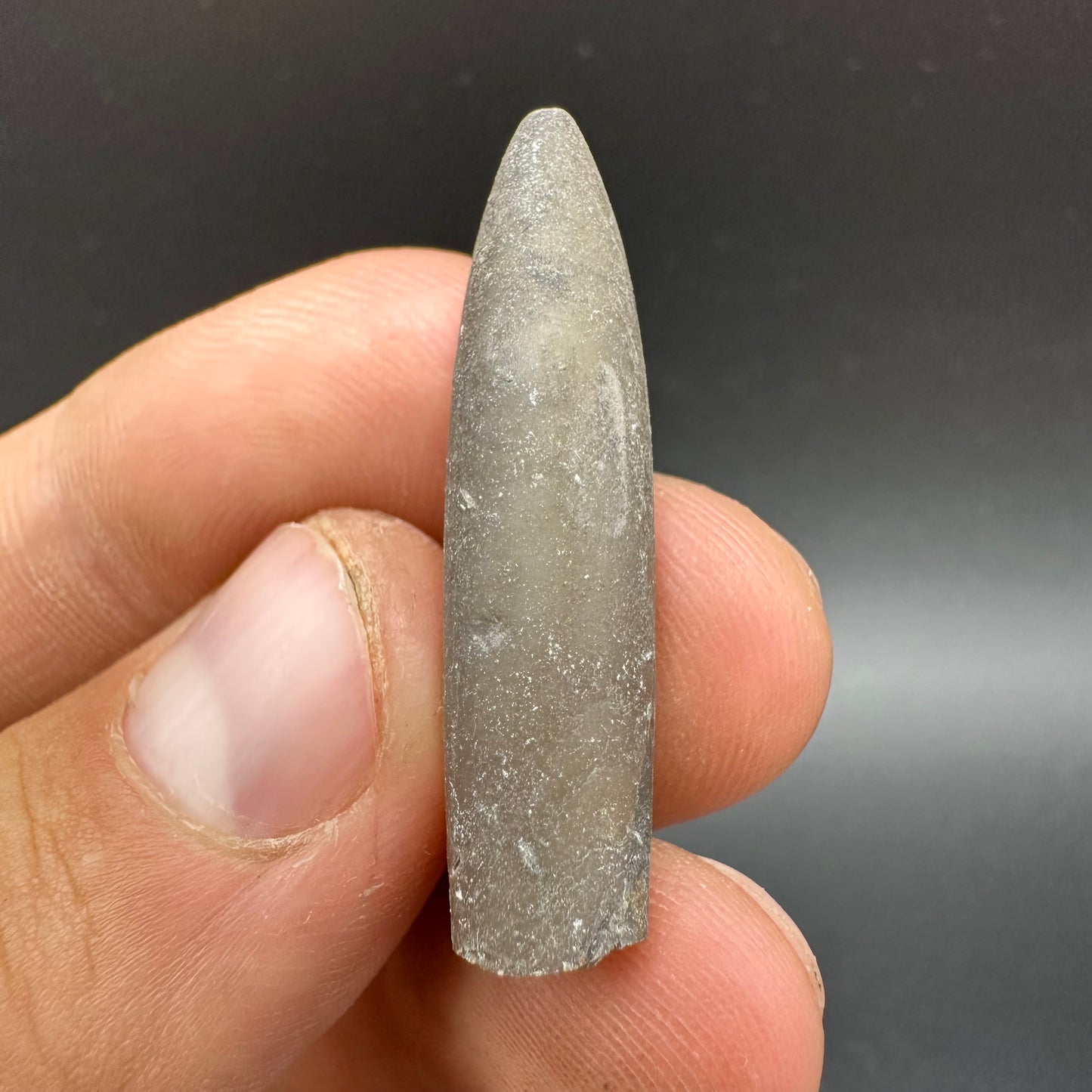 Belemnite (Fossil Squid) shell fossil - Whitby, North Yorkshire Jurassic Coast Yorkshire Fossils