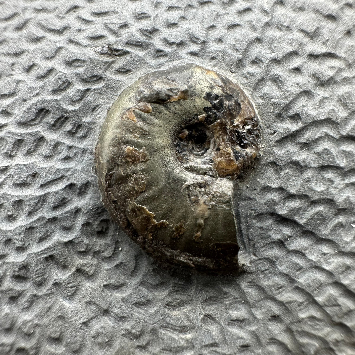 Eleganticeras Elegantulum ammonite fossil with box and stand - Whitby, North Yorkshire Jurassic Coast, Yorkshire Fossils