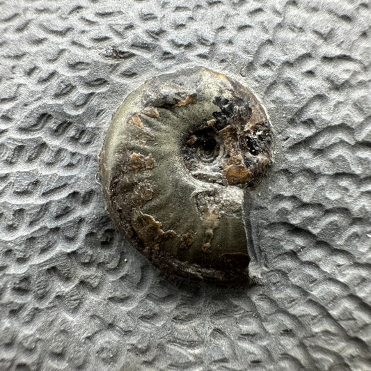 Eleganticeras Elegantulum ammonite fossil with box and stand - Whitby, North Yorkshire Jurassic Coast, Yorkshire Fossils