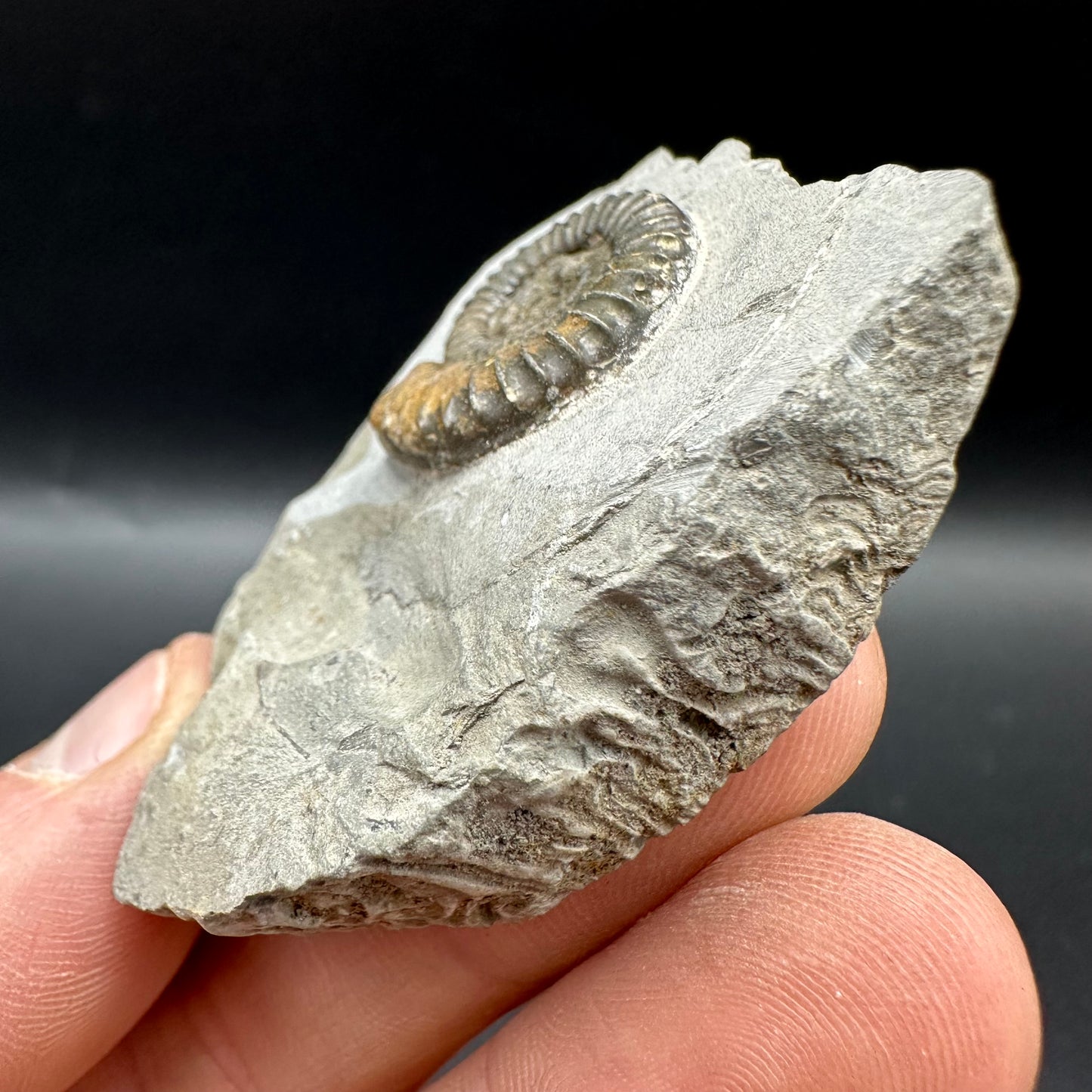 Arnioceras ammonite shell fossil with box and stand - Whitby, North Yorkshire Jurassic Coast Yorkshire Fossils