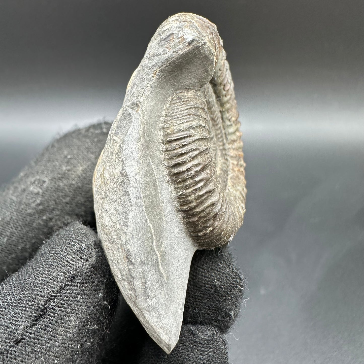 Dactylioceras Ammonite Fossil With Box And Stand - Whitby, North Yorkshire Jurassic Coast Yorkshire Fossils