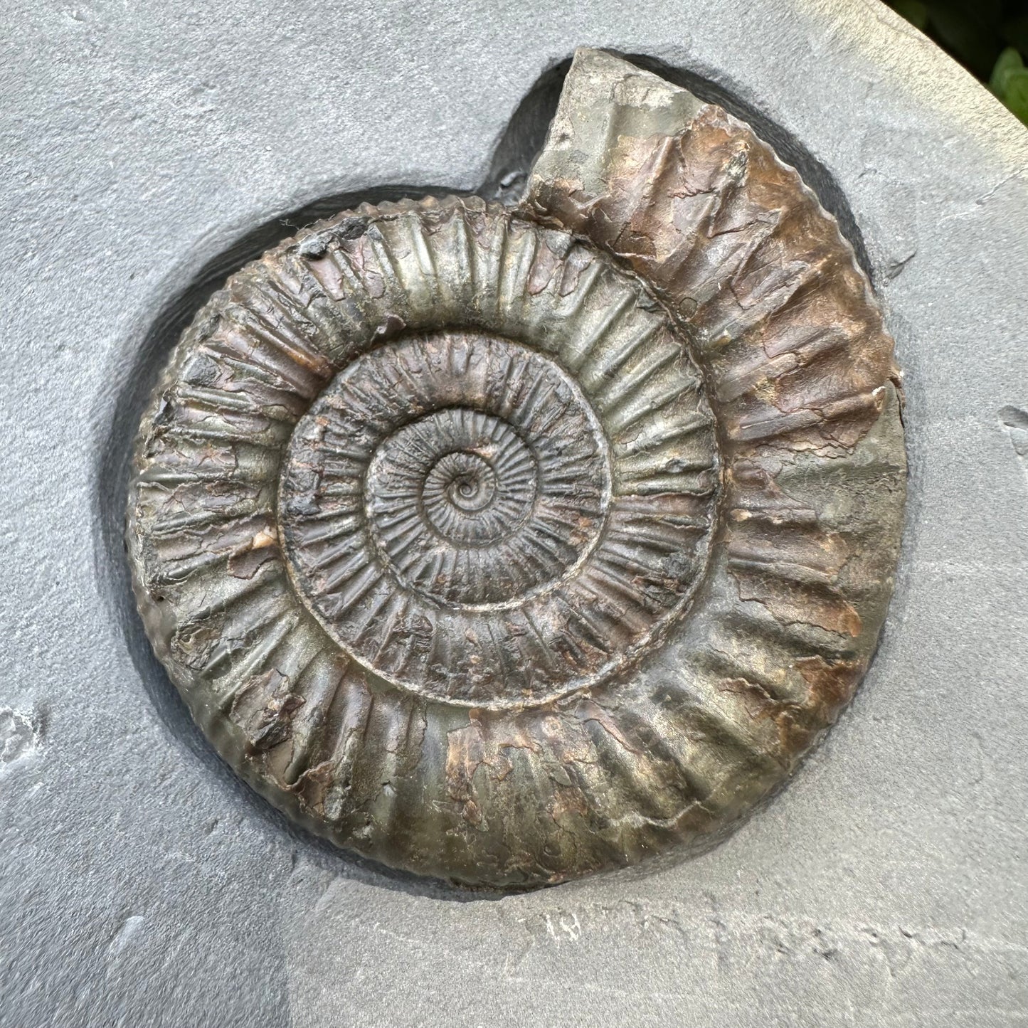 Golden Egg (IMPLANT) Ammonite fossil with stand - Whitby, North Yorkshire Jurassic Coast