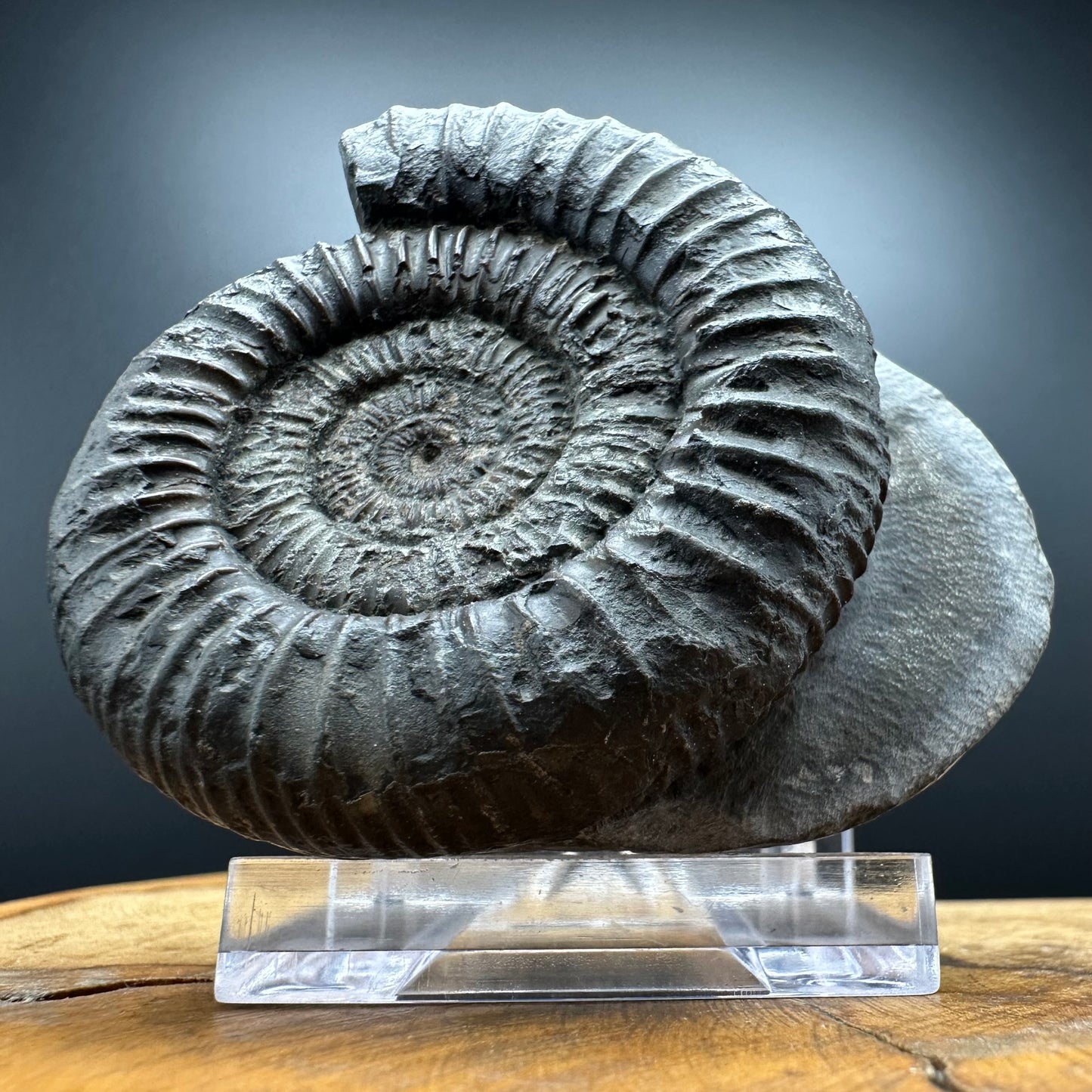 Dactylioceras Ammonite Fossil With box and Stand - Whitby, North Yorkshire Jurassic Coast Yorkshire Fossils