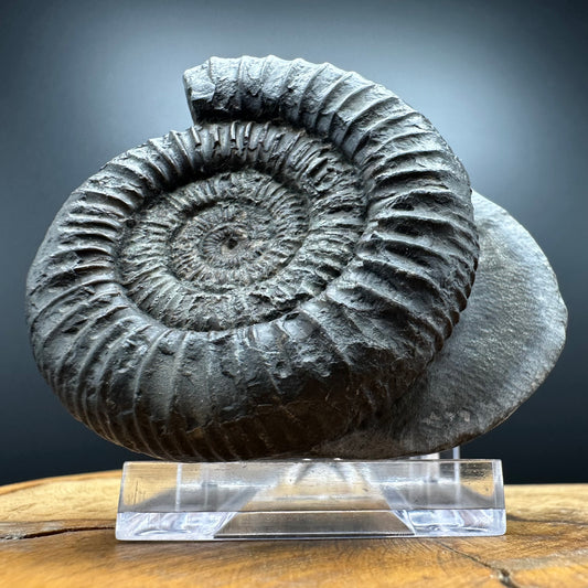 Dactylioceras Ammonite Fossil With box and Stand - Whitby, North Yorkshire Jurassic Coast Yorkshire Fossils