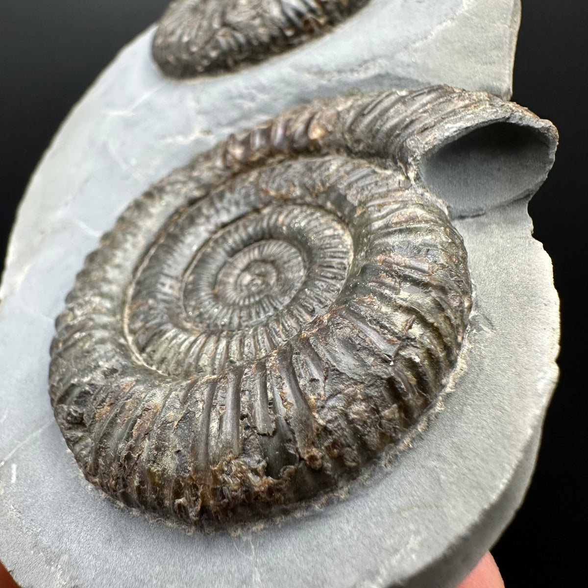 Dactylioceras Ammonite Fossil With Stand - Whitby, North Yorkshire Jurassic Coast Yorkshire Fossils