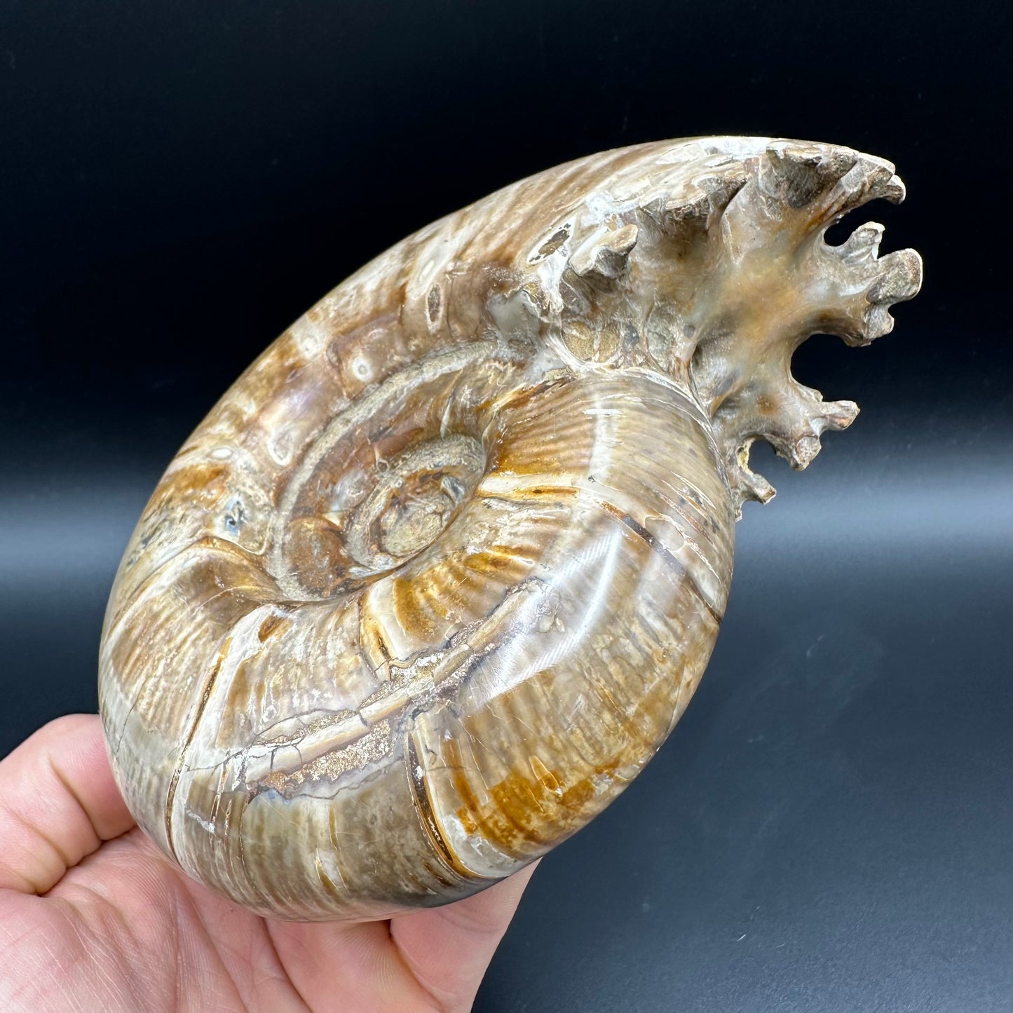 Puzosia Ammonite Fossil With Stand - Cretaceous Ammonite Madagascar