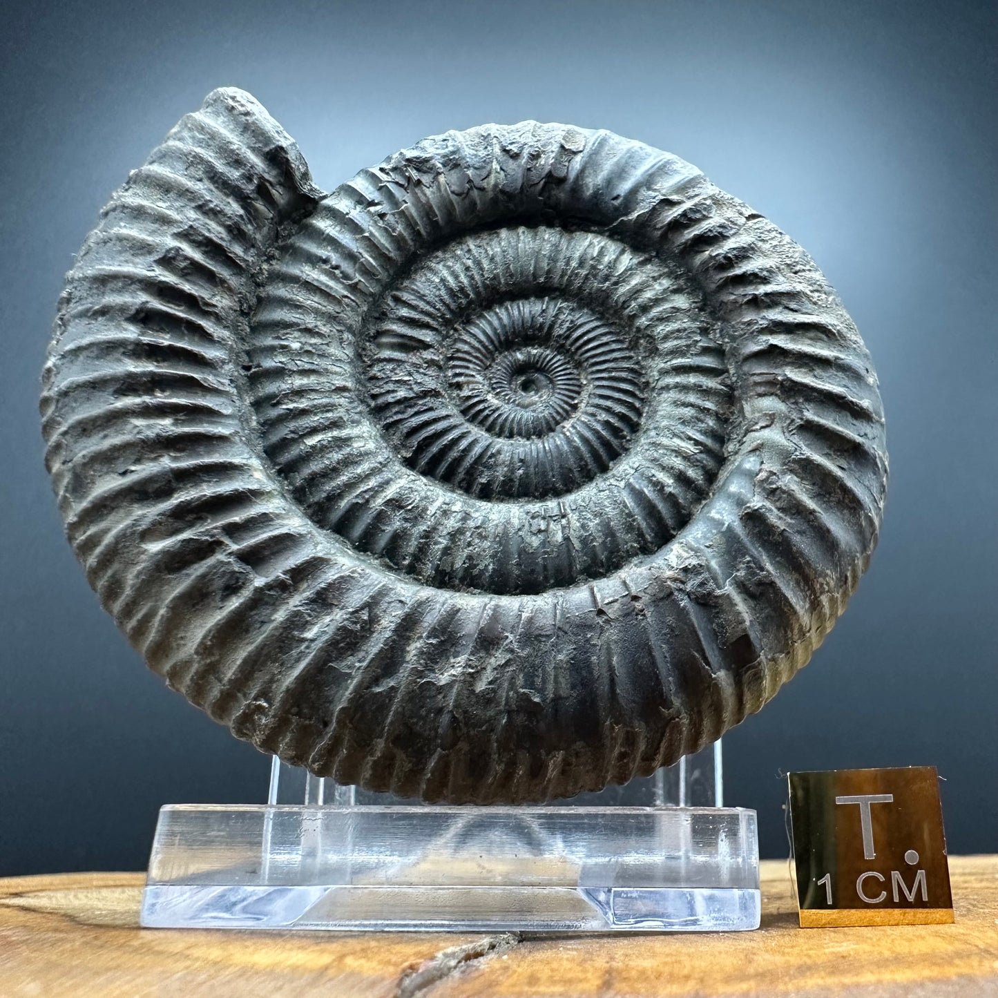 Dactylioceras Ammonite Fossil With box and Stand - Whitby, North Yorkshire Jurassic Coast Yorkshire Fossils
