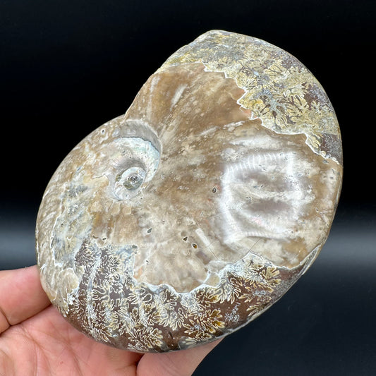 Cleoniceras Ammonite Fossil With Stand - Cretaceous Ammonite Madagascar