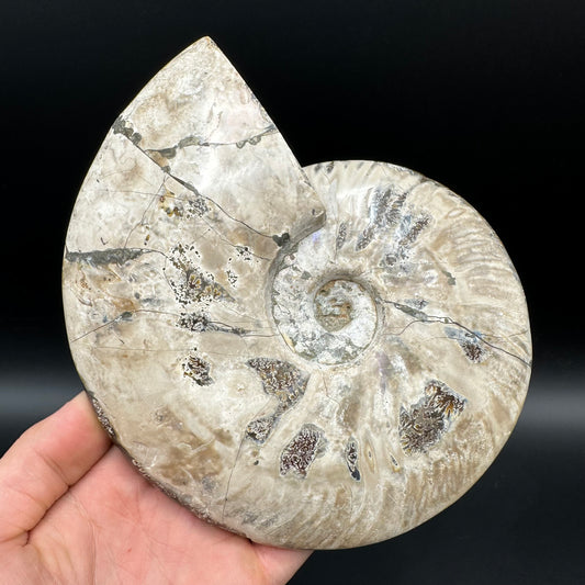 Cleoniceras Ammonite Fossil With Stand - Cretaceous Ammonite Madagascar