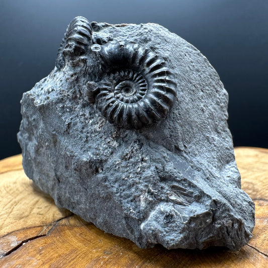 Promicroceras Ammonite shell fossil with box and stand - Whitby, North Yorkshire Jurassic Coast Yorkshire Fossils