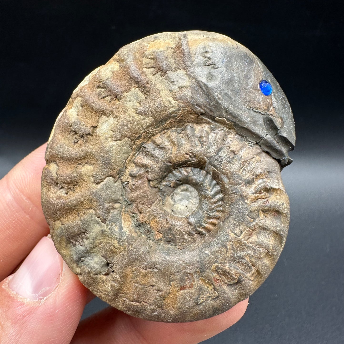 Snakestone Ammonite Fossil With Bag/Box And Stand - Whitby, North Yorkshire Jurassic Coast Yorkshire Fossils
