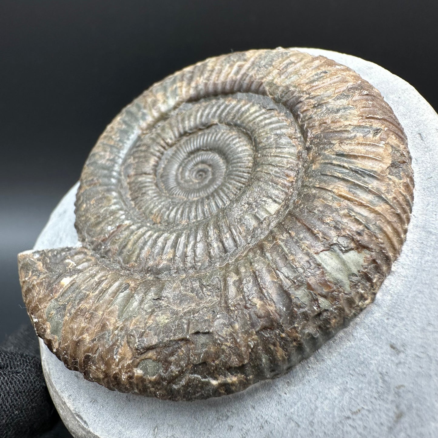 Dactylioceras Ammonite Fossil With Box And Stand - Whitby, North Yorkshire Jurassic Coast Yorkshire Fossils