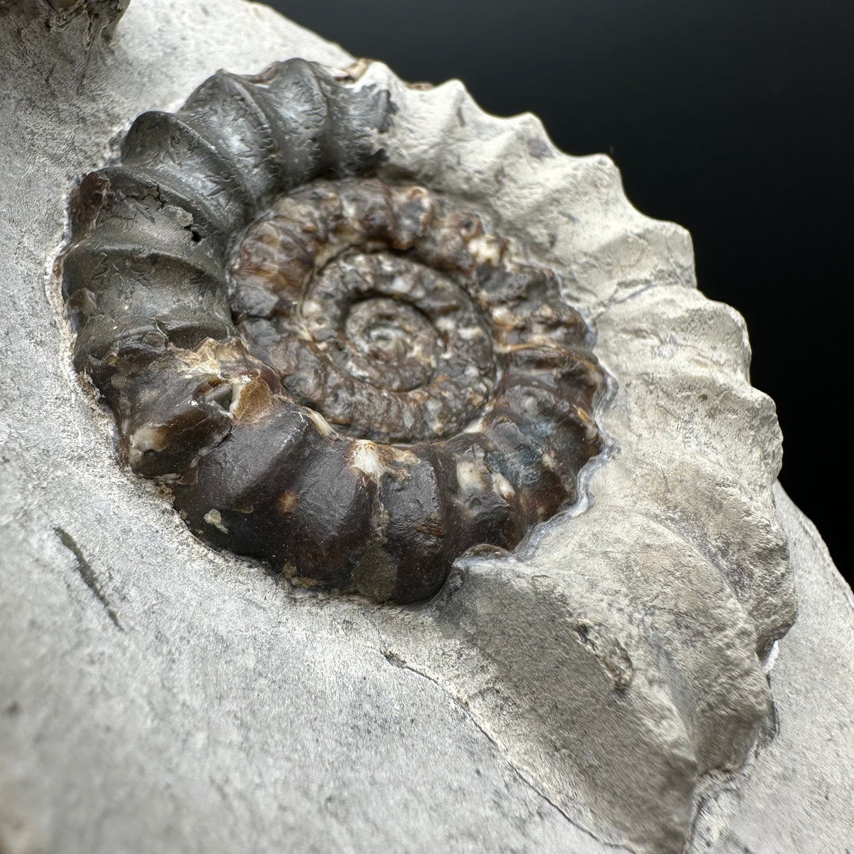 Androgynoceras maculatum ammonite fossil with box and stand - Whitby, North Yorkshire Jurassic Coast Yorkshire Fossils