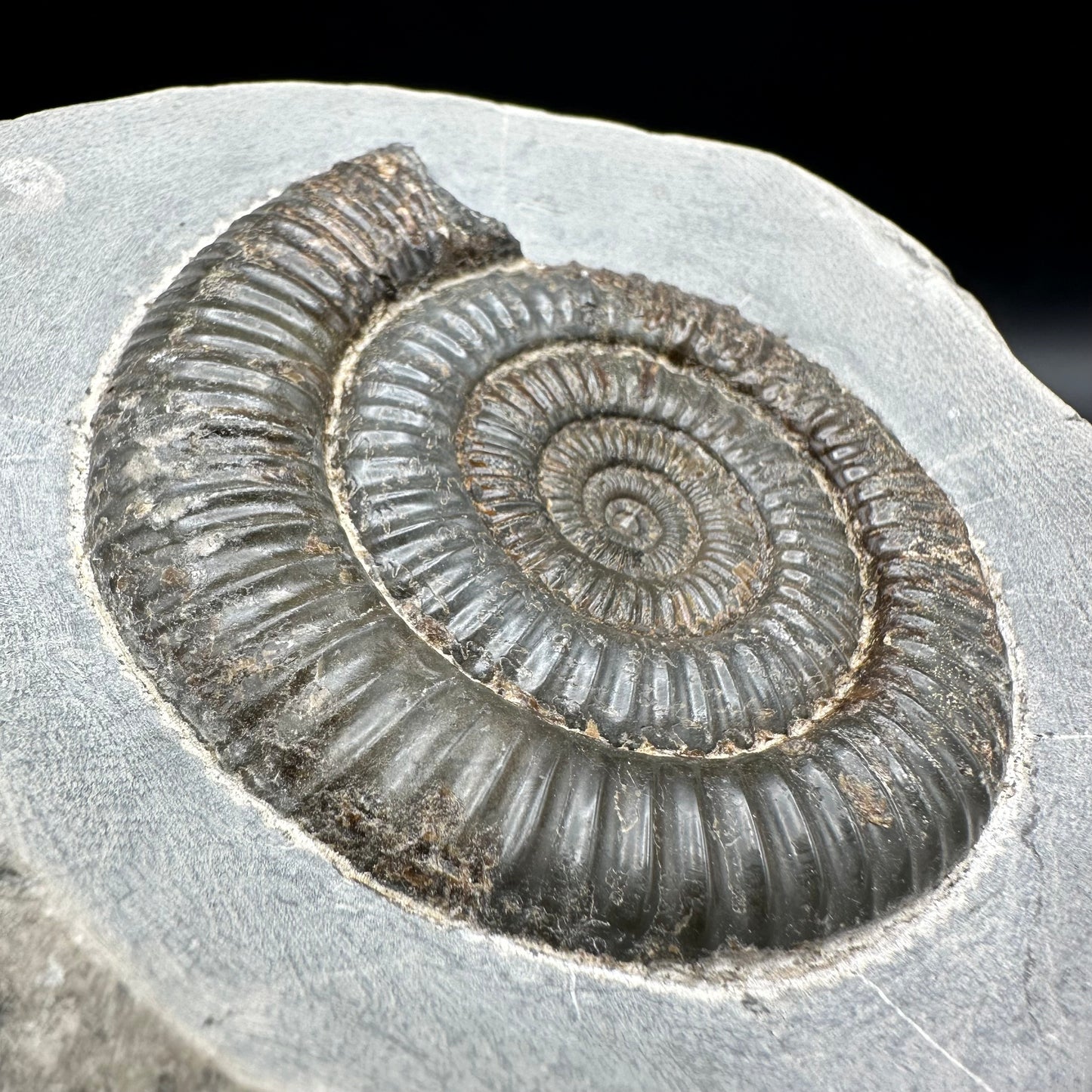 Dactylioceras Ammonite Fossil - Whitby, North Yorkshire Jurassic Coast Yorkshire Fossils