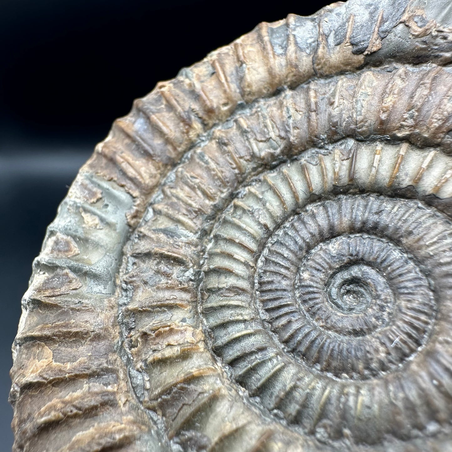 Dactylioceras Ammonite Fossil - Whitby, North Yorkshire Jurassic Coast Yorkshire Fossils