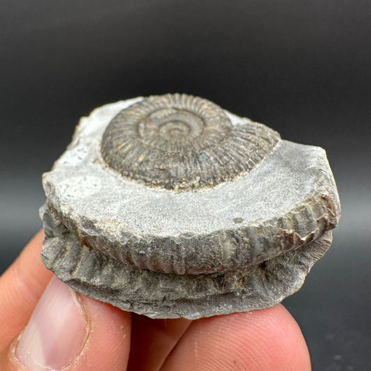 Dactylioceras Ammonite Fossil With Box And Stand - Whitby, North Yorkshire Jurassic Coast Yorkshire Fossils