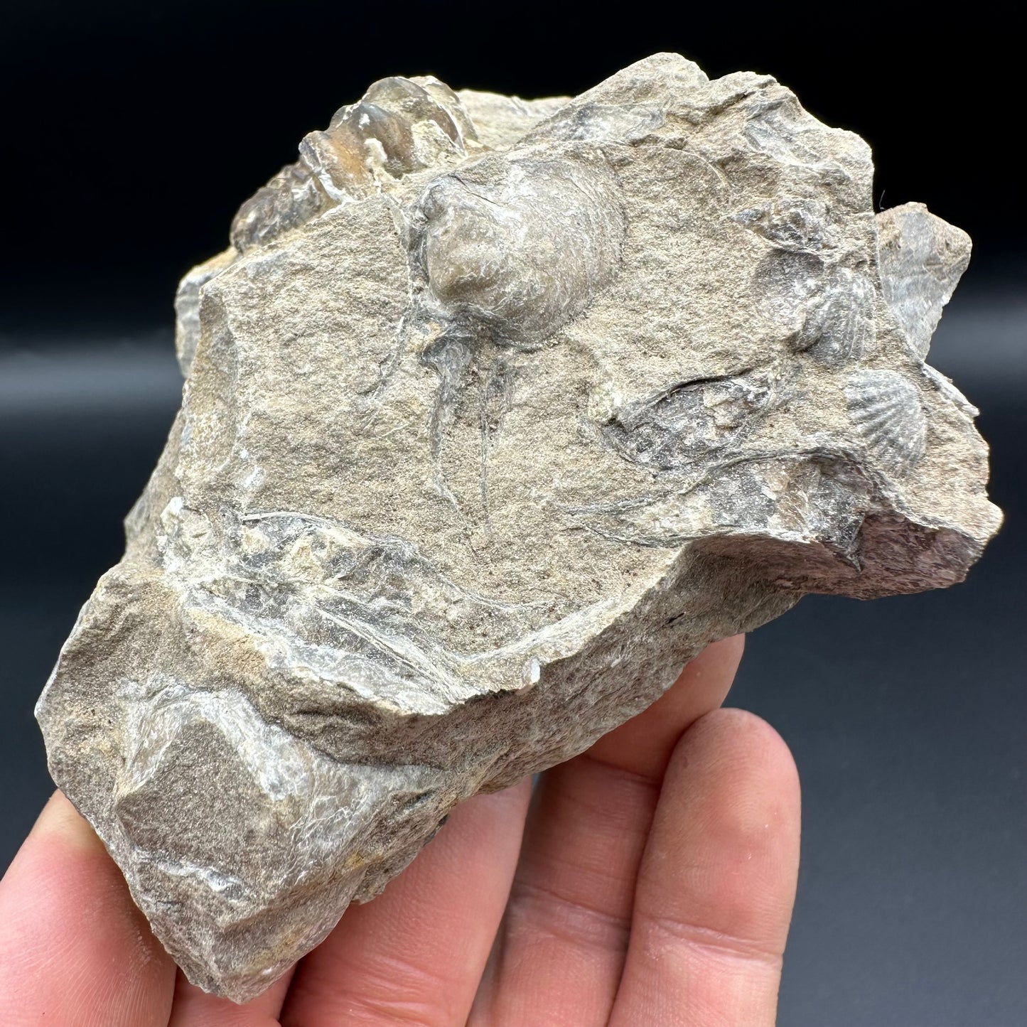 Androgynoceras Capricornus ammonite fossil with box and stand - Whitby, North Yorkshire Jurassic Coast Yorkshire Fossils