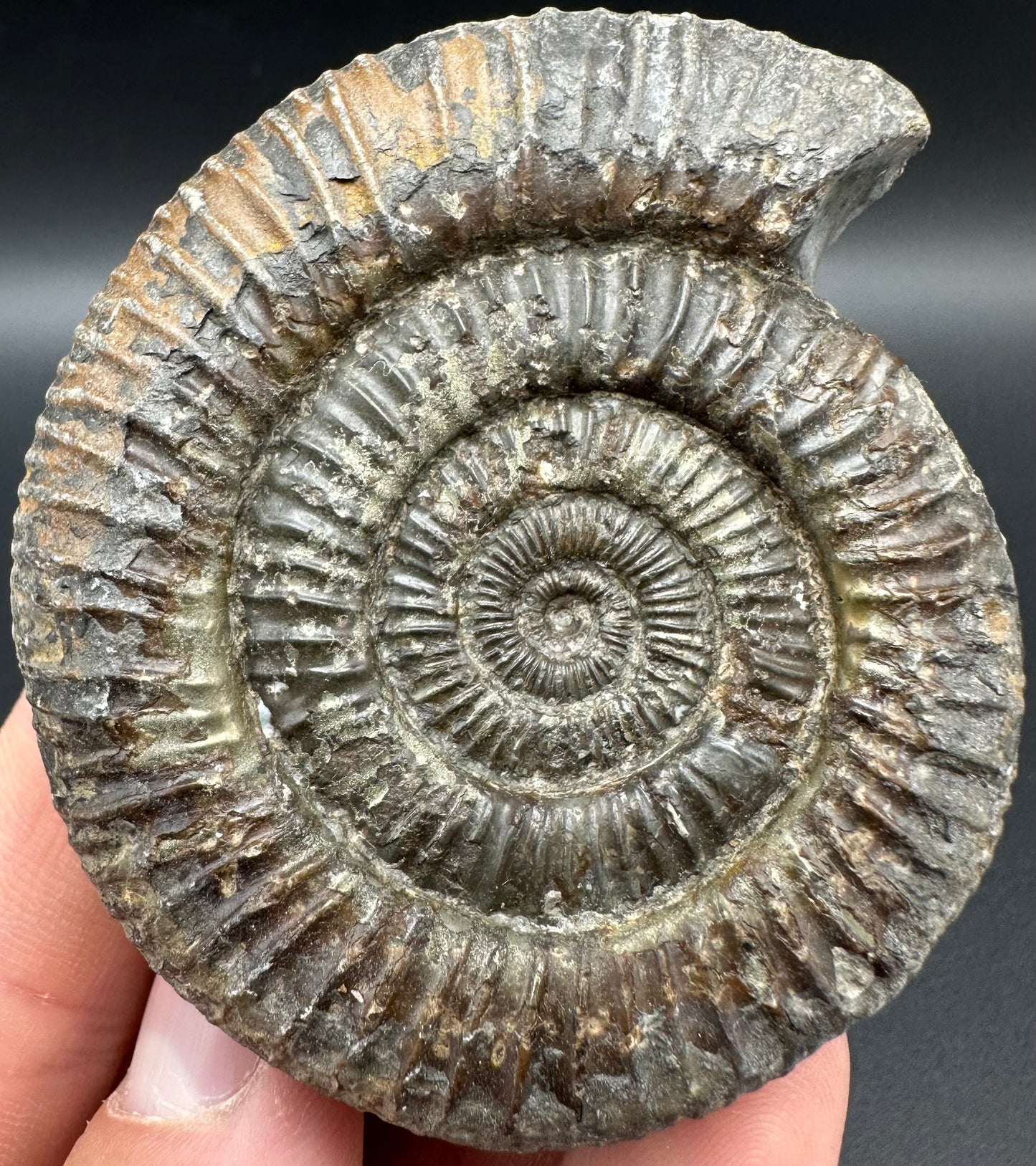 Dactylioceras Ammonite Fossil With Box And Stand - Whitby, North Yorkshire Jurassic Coast Yorkshire Fossils