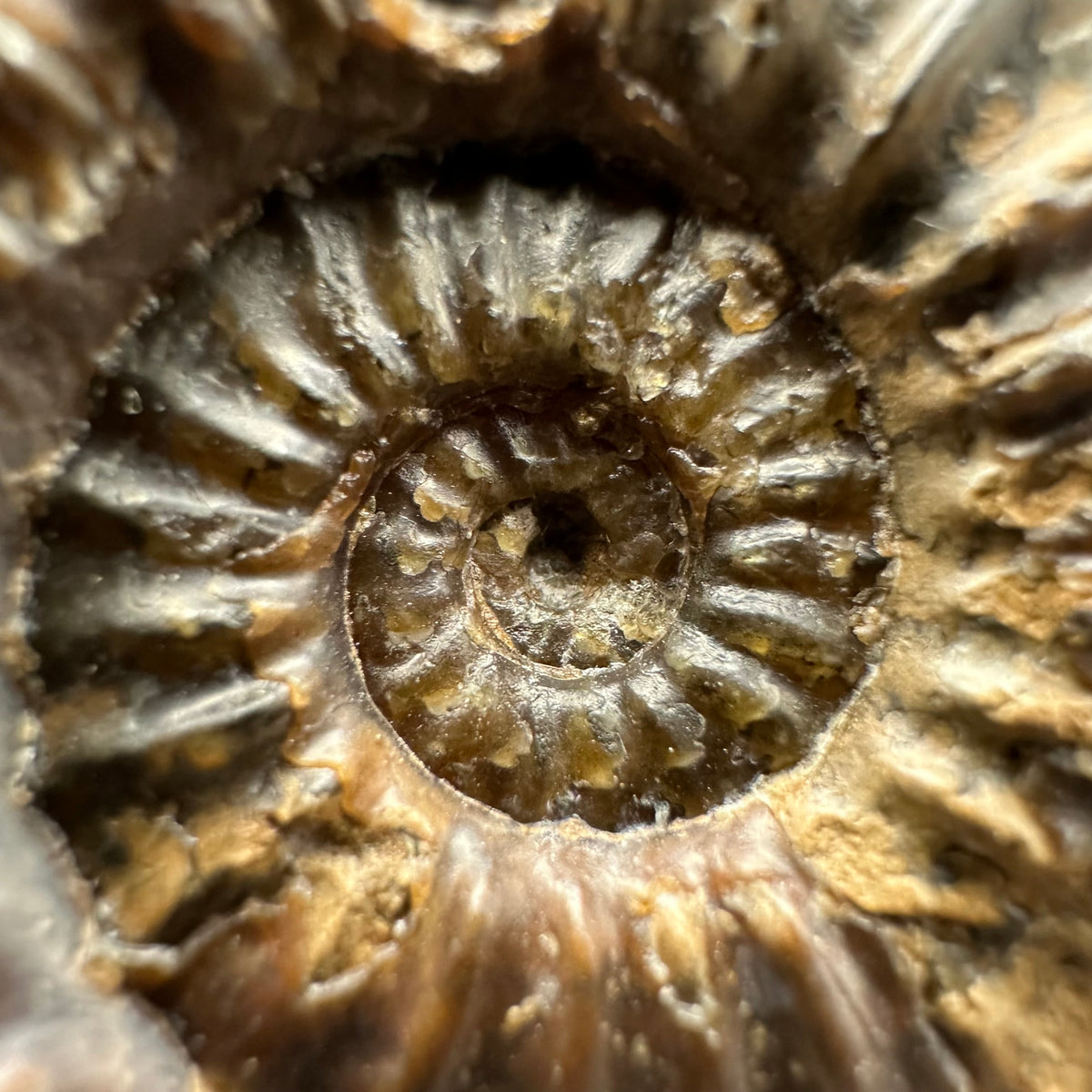 Pleuroceras paucicostatum ammonite fossil with box and stand - Whitby, North Yorkshire Jurassic Coast Yorkshire Fossils