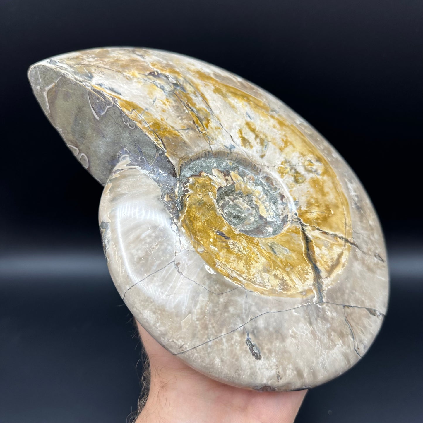 Cleoniceras Ammonite Fossil With Stand - Cretaceous Ammonite Madagascar