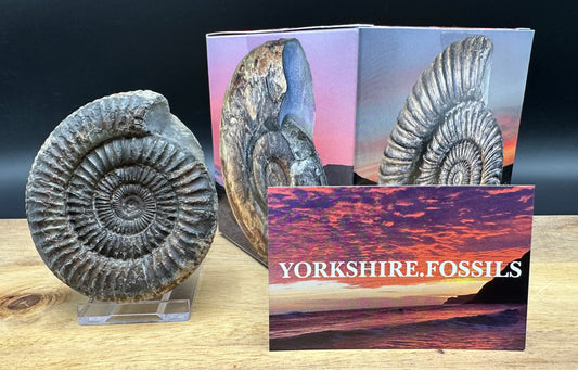 Dactylioceras Ammonite Fossil With box and Stand - Whitby, North Yorkshire Jurassic Coast Yorkshire Fossils
