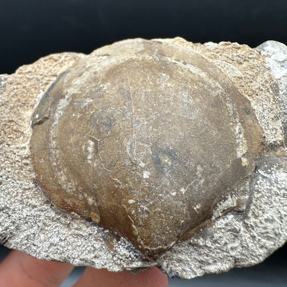 Shell fossil with stand - Whitby, North Yorkshire, Jurassic Coast, Yorkshire Fossils