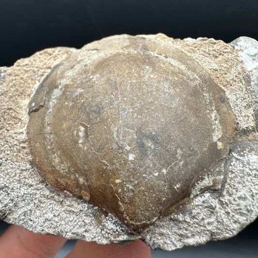 Shell fossil with stand - Whitby, North Yorkshire, Jurassic Coast, Yorkshire Fossils