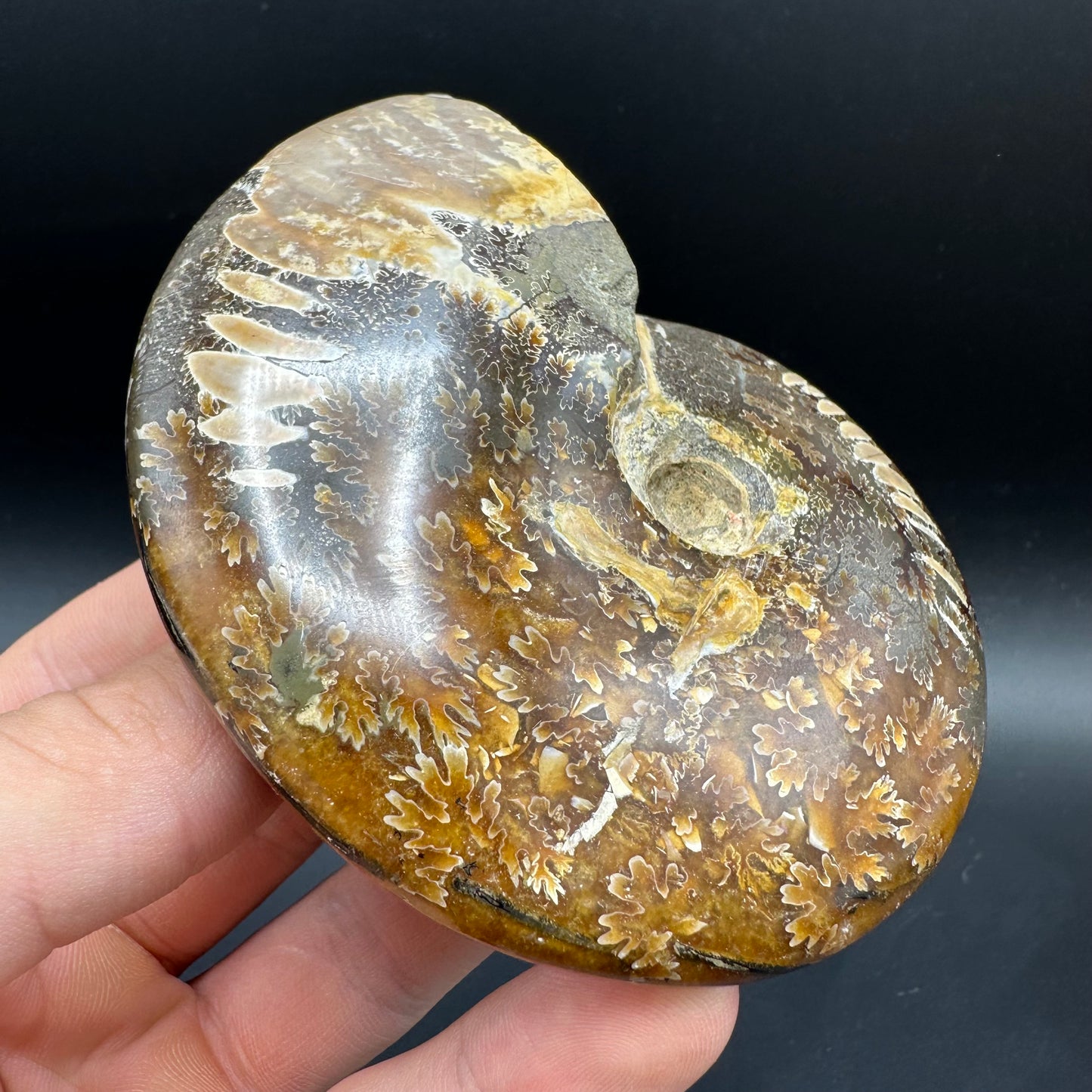 Cleoniceras Ammonite Fossil With Box And Stand - Cretaceous Ammonite Madagascar