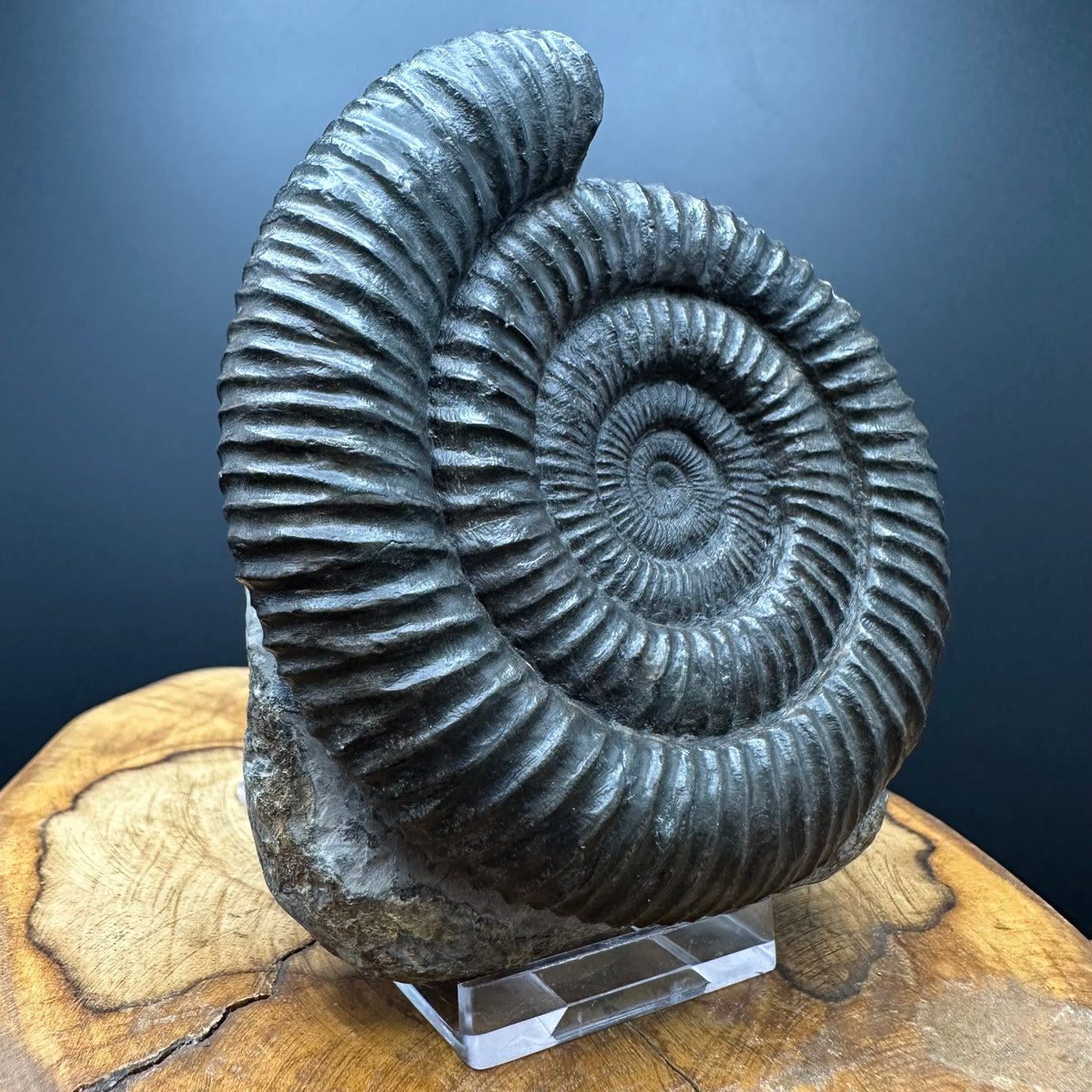 Dactylioceras Ammonite Fossil With box and Stand - Whitby, North Yorkshire Jurassic Coast Yorkshire Fossils