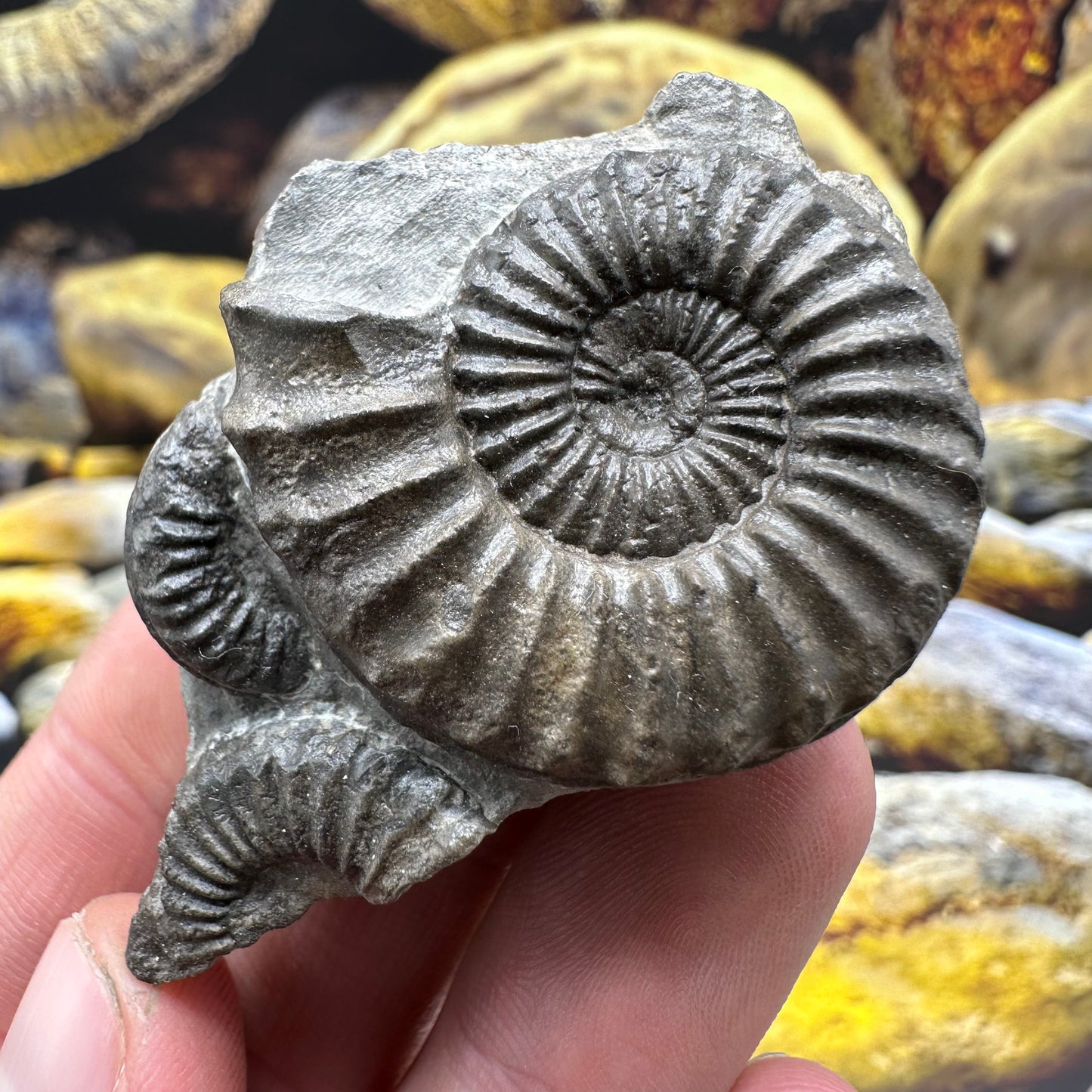 Pleuroceras hawskerense ammonite fossil - Whitby, North Yorkshire Jurassic Coast, Yorkshire fossils