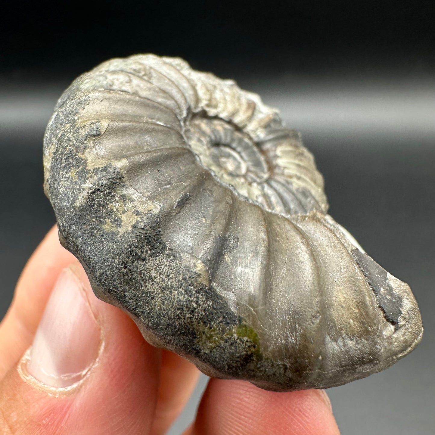 Aegasteroceras sagittarium ammonite fossil with box and stand - Whitby, North Yorkshire Jurassic Coast Yorkshire Fossils