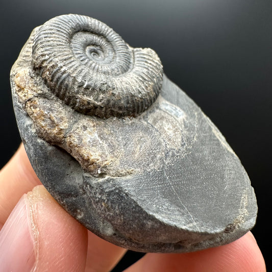 Real ammonite fossil gift – authentic Yorkshire Coast Jurassic fossil