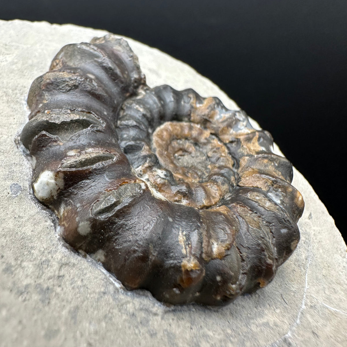 Androgynoceras maculatum ammonite fossil with box and stand - Whitby, North Yorkshire Jurassic Coast Yorkshire Fossils