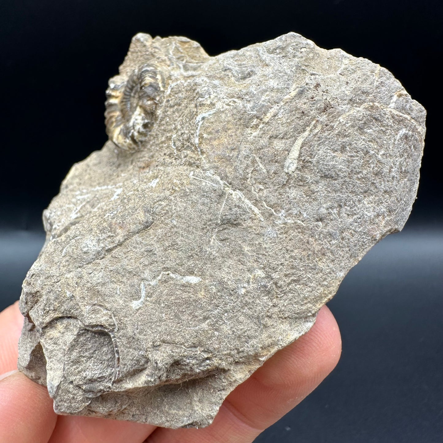 Androgynoceras capricornus Ammonite fossil with box and stand - Whitby, North Yorkshire Jurassic Coast Yorkshire Fossils