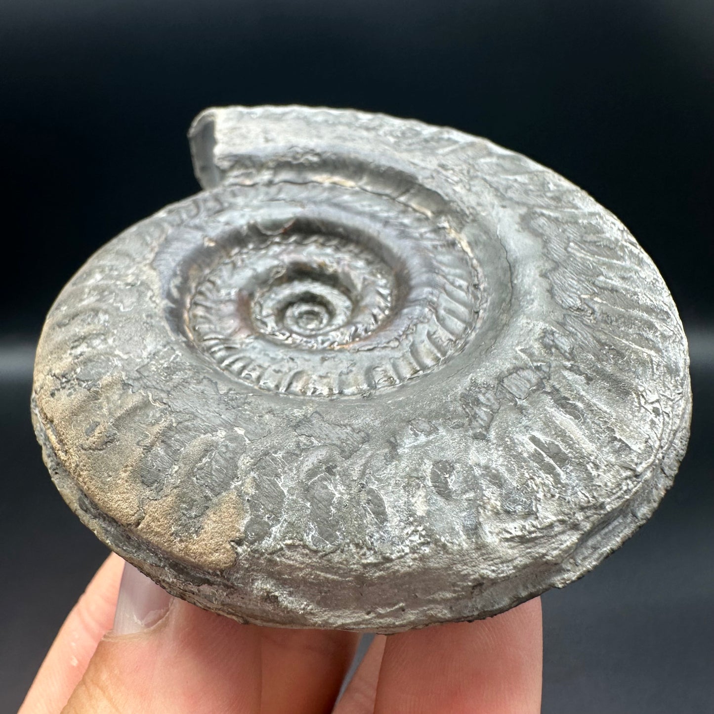 Hildoceras lusitanicum ammonite fossil - Whitby, North Yorkshire, Jurassic Coast, Yorkshire Fossils